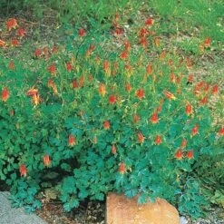 Arizona Columbine 8 Arizona Columbine -Cheap Plant & Flowers Store 20816 aquilegia desertorum