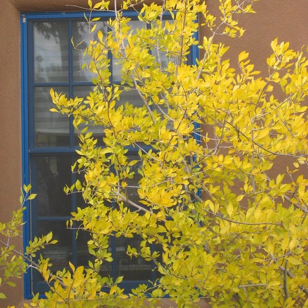 Berry Girl New Mexico Privet 4 Berry Girl New Mexico Privet - Image 2