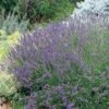 Grosso French Lavender -Cheap Plant & Flowers Store 63152 lav grosso 07