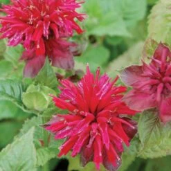Fireball Bee Balm -Cheap Plant & Flowers Store 70994 monarda fireball