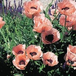 Princess Louise Oriental Poppy -Cheap Plant & Flowers Store 74873 papaver princess louise