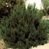 Arp Rosemary -Cheap Plant & Flowers Store 82672 rosemary arp