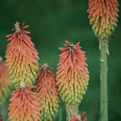 Fire Dance Red Hot Poker -Cheap Plant & Flowers Store 96488 kniphofia hirsuta fire dance