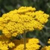 Coronation Gold Yarrow -Cheap Plant & Flowers Store achillea coronation gold yarrow 47