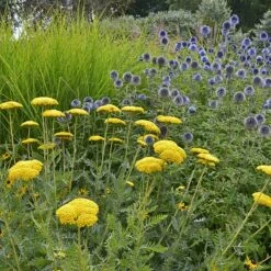 Coronation Gold Yarrow 10 Coronation Gold Yarrow -Cheap Plant & Flowers Store achillea coronation gold yarrow globe thistle garden