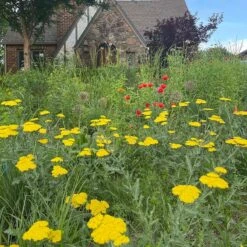 Moonshine Yarrow -Cheap Plant & Flowers Store achillea moonshine yarrow 3
