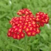Red Velvet Yarrow -Cheap Plant & Flowers Store achillea red velvet yarrow garden