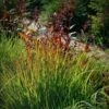 Rain Dance Big Bluestem Grass 2 Rain Dance Big Bluestem Grass -Cheap Plant & Flowers Store adropogon gerardii rain dance 1