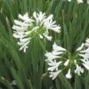 White Lily Of The Nile (Agapanthus) -Cheap Plant & Flowers Store agapanthus cold hardy white close up