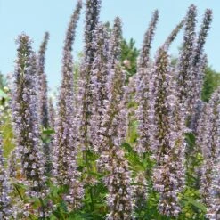 Blue Fortune Agastache -Cheap Plant & Flowers Store agasatche blue fortune blue garden 1
