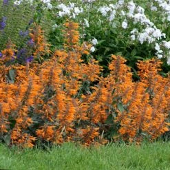Apricot Sprite Agastache -Cheap Plant & Flowers Store agastache agastache apricot sprite walters gardens cropped