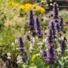 Black Adder Agastache -Cheap Plant & Flowers Store agastache black adder 1