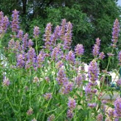 Blue Blazes Agastache 9 Blue Blazes Agastache -Cheap Plant & Flowers Store agastache blue blazes 1