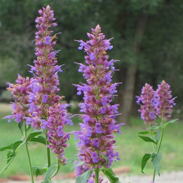 Blue Blazes Agastache 3 Blue Blazes Agastache