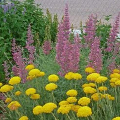 Desert Solstice Agastache 8 Desert Solstice Agastache -Cheap Plant & Flowers Store agastache desert solstice achillea gold plate