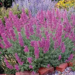 Desert Solstice Agastache 9 Desert Solstice Agastache -Cheap Plant & Flowers Store agastache desert solstice bush