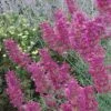 Desert Solstice Agastache -Cheap Plant & Flowers Store agastache desert solstice flowers