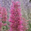 Desert Sunrise® Agastache 1 Desert Sunrise® Agastache -Cheap Plant & Flowers Store agastache dwf desert sunrise close up 2