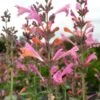 Kudos™ Ambrosia Agastache -Cheap Plant & Flowers Store agastache kudos ambrosia terra nova cropped closeup 2