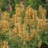 Kudos™ Gold Agastache -Cheap Plant & Flowers Store agastache kudos gold terra nova cropped 2 2