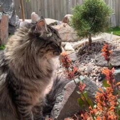 Kudos™ Mandarin Agastache -Cheap Plant & Flowers Store agastache kudos mandarin 2