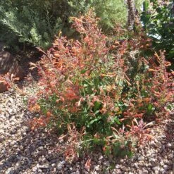 Kudos™ Mandarin Agastache -Cheap Plant & Flowers Store agastache kudos mandarin 3