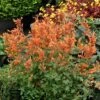 Kudos™ Mandarin Agastache -Cheap Plant & Flowers Store agastache kudos mandarin terra nova nurseries cropped 3