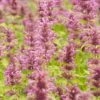 Agastache Neomexicana -Cheap Plant & Flowers Store agastache neomexicana