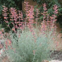 Agastache Rupestris -Cheap Plant & Flowers Store agastache rupestris 11825 3