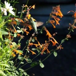 Apricot Sprite Agastache -Cheap Plant & Flowers Store agastache apricot sprite close up w humingbird cropped