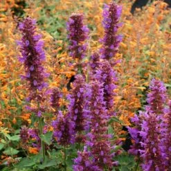 Blue Boa Agastache -Cheap Plant & Flowers Store agastache blue boa 1b 1 with apricot sprite 2