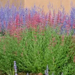 Desert Sunrise® Agastache 7 Desert Sunrise® Agastache -Cheap Plant & Flowers Store agastache desert sunrise russian sagecc 2