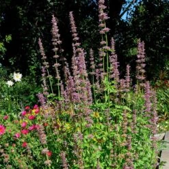 Agastache Neomexicana -Cheap Plant & Flowers Store agastache neomexicana in the garden