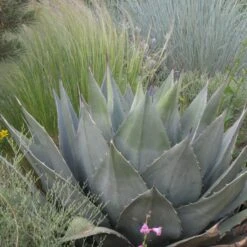 Havard's Century Plant (Agave) -Cheap Plant & Flowers Store agave havardiana hbl1v51 2