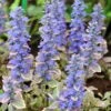 Silver Queen Ajuga 2 Silver Queen Ajuga -Cheap Plant & Flowers Store ajuga silver queen 1