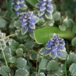Silver Queen Ajuga -Cheap Plant & Flowers Store ajuga silver queen 3