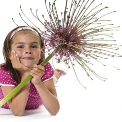 Schubert's Allium -Cheap Plant & Flowers Store allium schubertii kid cropped