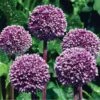 Summer Drummer Allium -Cheap Plant & Flowers Store allium summer drummer 14455 web
