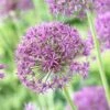 Violet Beauty Allium -Cheap Plant & Flowers Store allium violet beaut 3 cropped