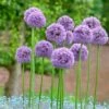 Gladiator Allium -Cheap Plant & Flowers Store alliumgladiator2 1