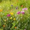 Dry Area Wildflower Seed Mix 1 Dry Area Wildflower Seed Mix -Cheap Plant & Flowers Store allysum cosmos coreopsis red poppy meadow