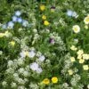 Alternative Lawn Wildflower Seed Mix 2 Alternative Lawn Wildflower Seed Mix -Cheap Plant & Flowers Store alternative lawn wildflower seed mix 6 1