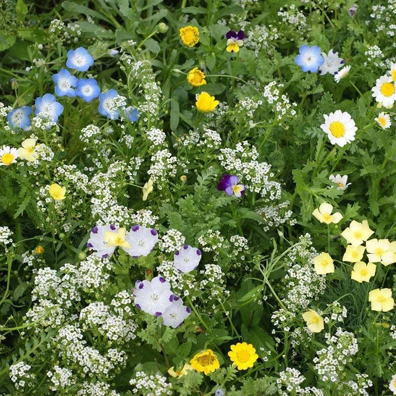 Alternative Lawn Wildflower Seed Mix 3 Alternative Lawn Wildflower Seed Mix