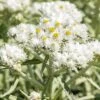 New Snow Pearly Everlasting (Anaphalis) -Cheap Plant & Flowers Store anaphalis margaritacea new snow close up