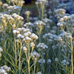 New Snow Pearly Everlasting (Anaphalis) -Cheap Plant & Flowers Store anaphalis margaritacea new snow white