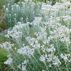 New Snow Pearly Everlasting (Anaphalis) -Cheap Plant & Flowers Store anaphalis margaritacea pearly everlasting chatfield white