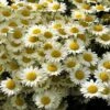 Susanna Mitchell Marguerite Daisy (Anthemis) -Cheap Plant & Flowers Store anthemis tinctoria 19981 2