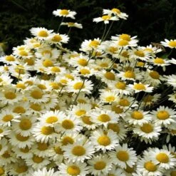 Susanna Mitchell Marguerite Daisy (Anthemis) -Cheap Plant & Flowers Store anthemis tinctoria 19981