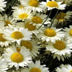 Susanna Mitchell Marguerite Daisy (Anthemis) -Cheap Plant & Flowers Store anthemis tinctoria 19981 close up