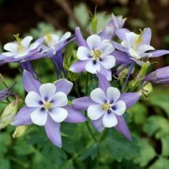 Rocky Mountain Columbine -Cheap Plant & Flowers Store aquilegia caerulea rocky mountai